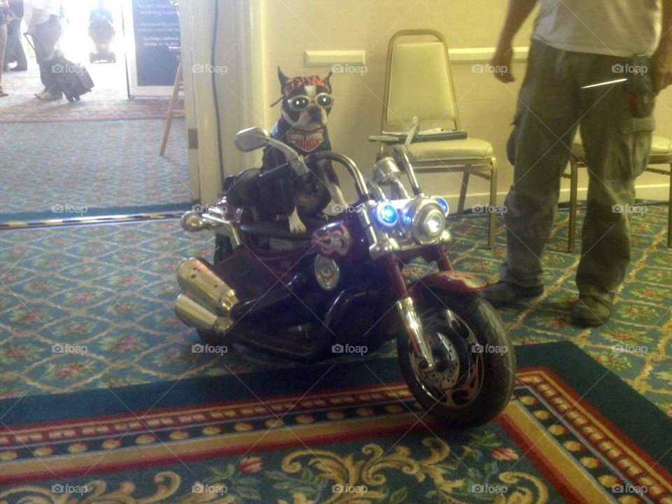 Dog On Motorcycle