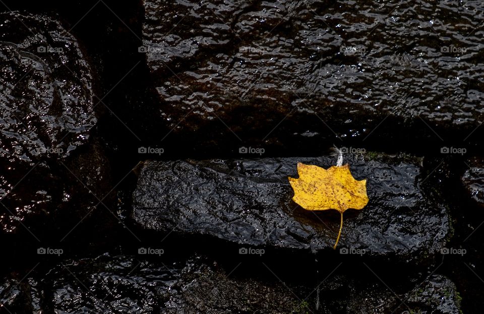 Foap, First Signs of Autumn. A yellow leaf from a tulip poplar tree didn’t complete the trip down the waterfall, as it clung to a stone in the dam at Yates Mill County Park in Raleigh North Carolina. 