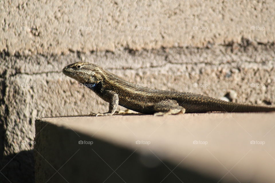 Lizard