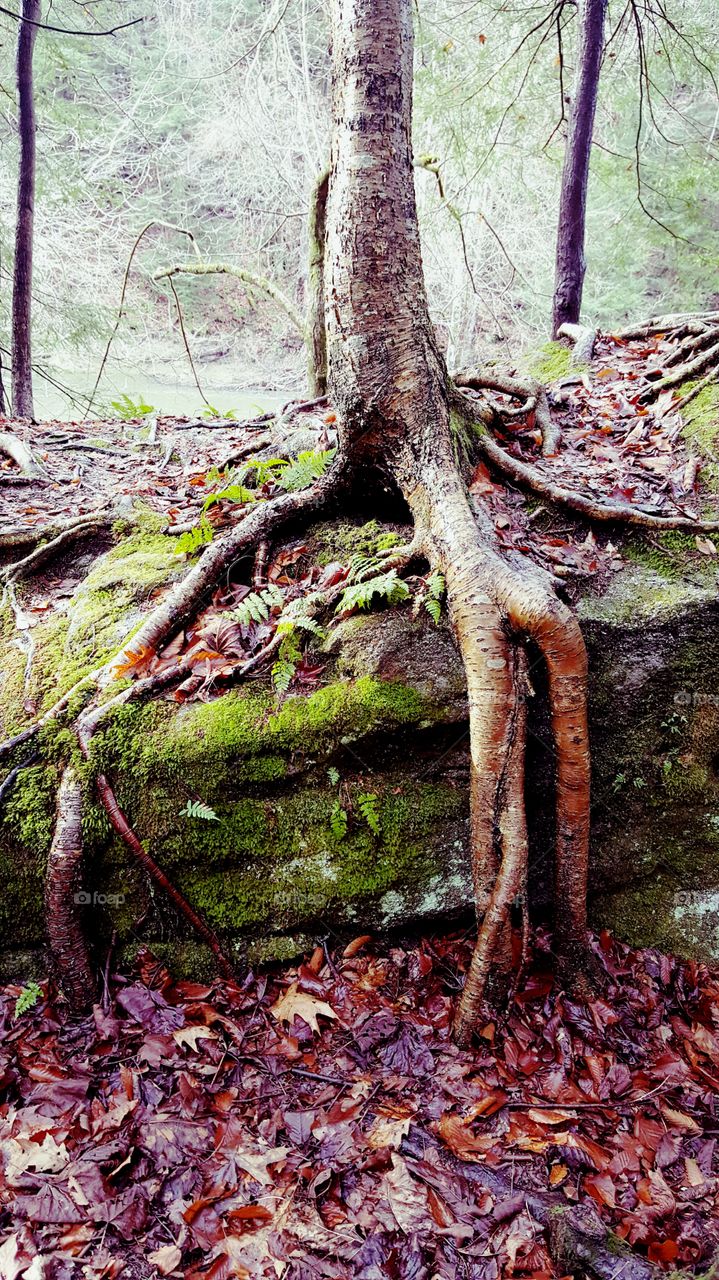 Roots Take Hold