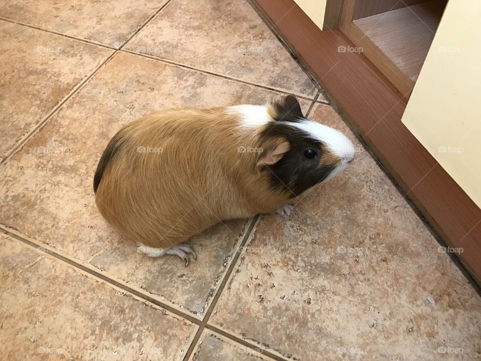 High angle view of guinea pig
