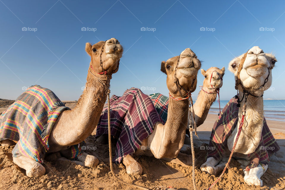 Cute camels resting at the beach