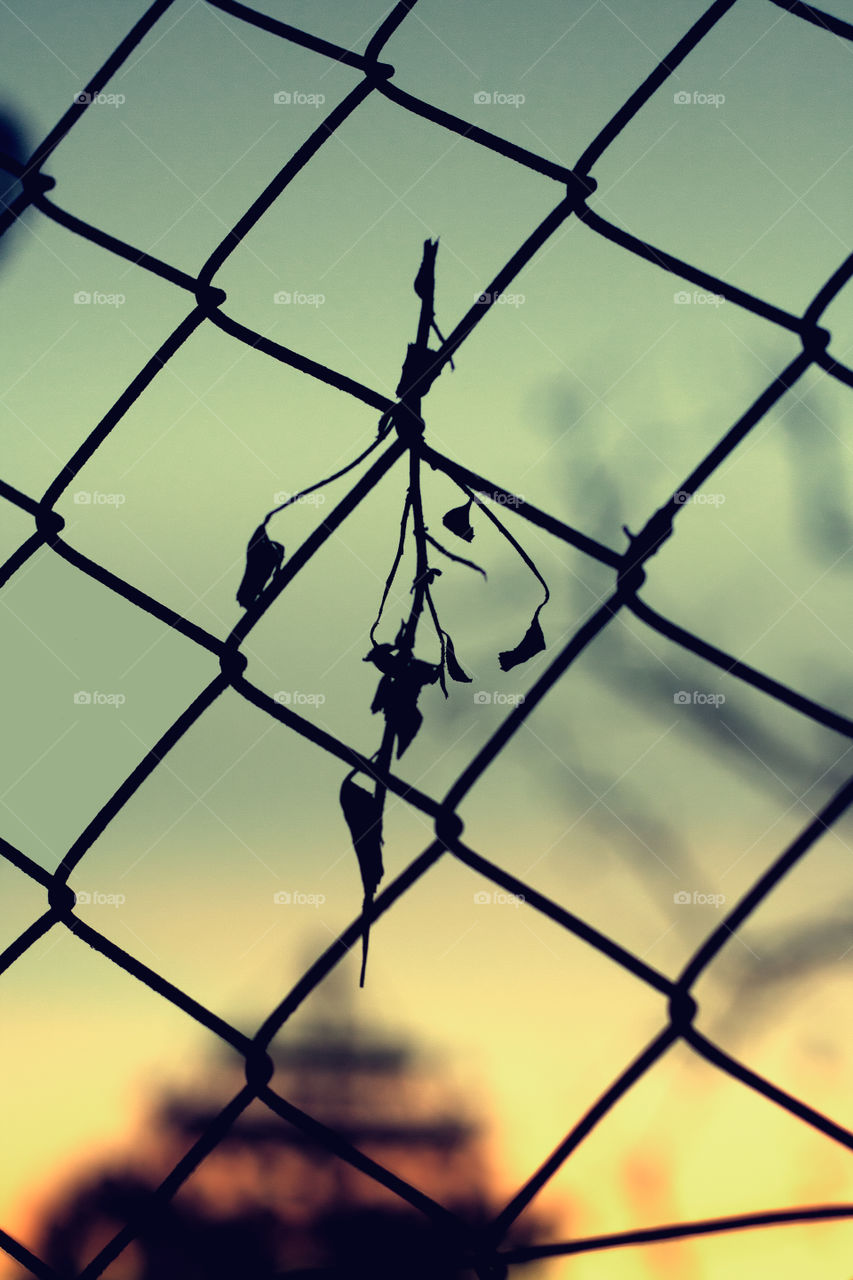 Branch stuck on a fence 