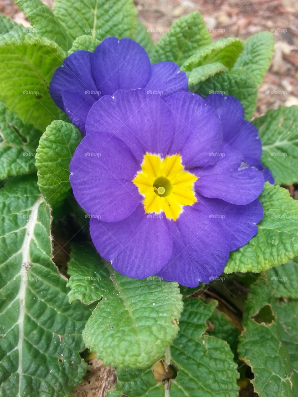 Purple and yellow Flower