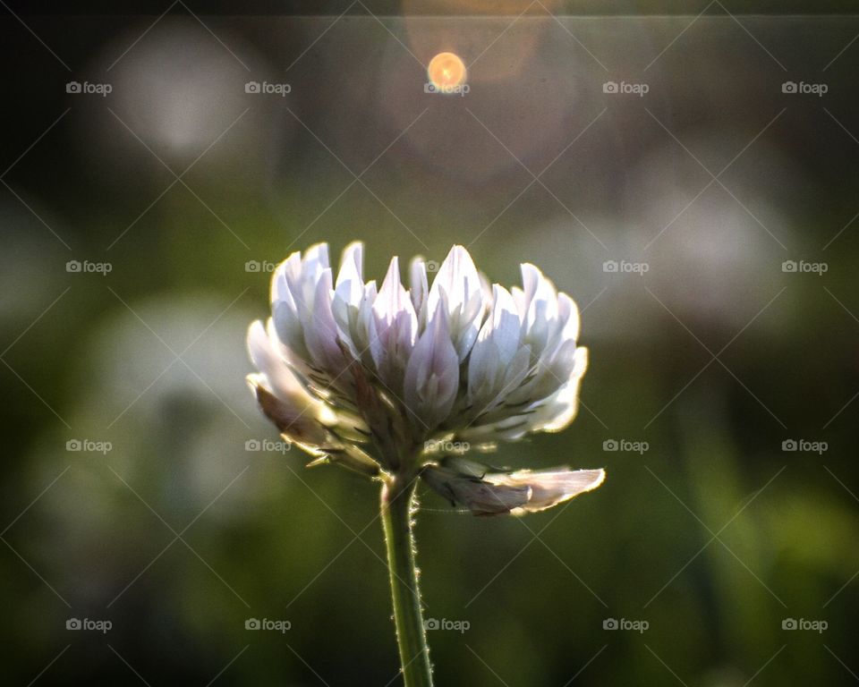 White clover at dusk