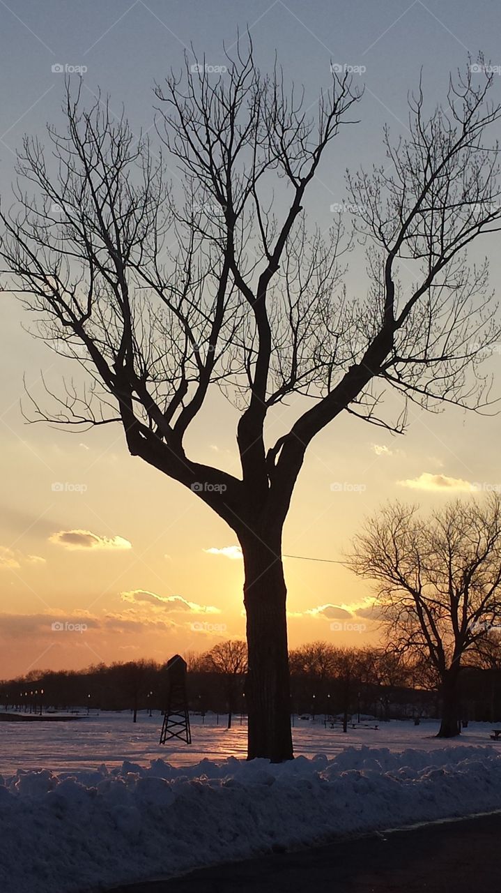 sunset trees
