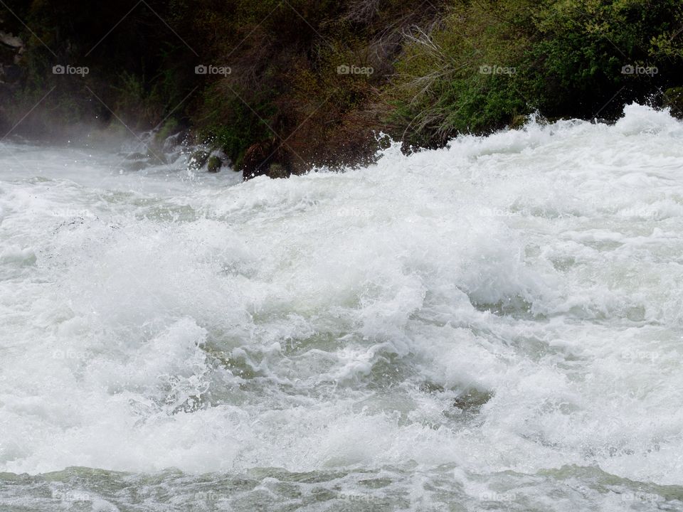 Whitewater on the Deschutes River at Lava Island on a spring day as the deciduous trees on the bank grow fresh new leaves to join the green of the ponderosa pine trees. 