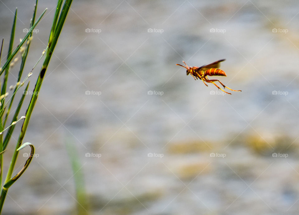 flying Wasp