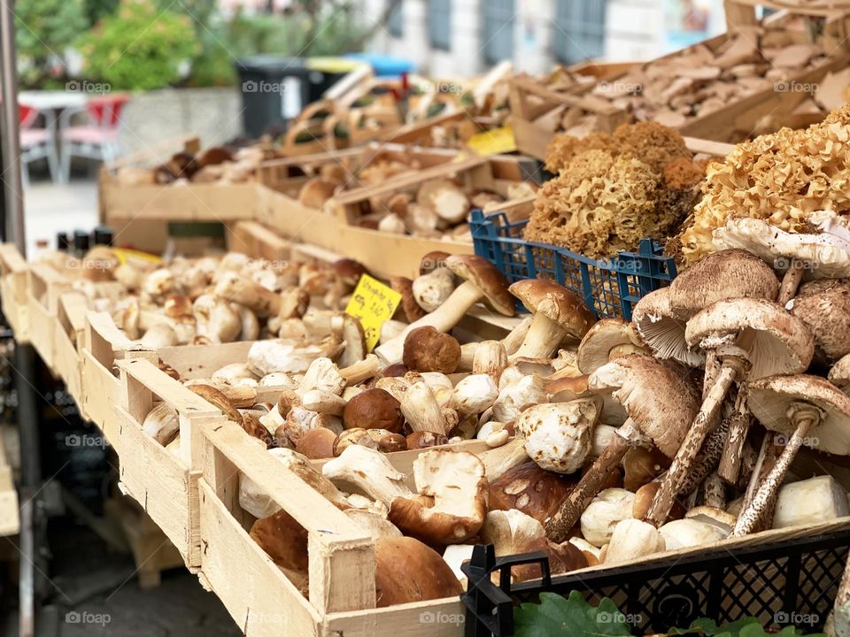 Mushrooms harvest 