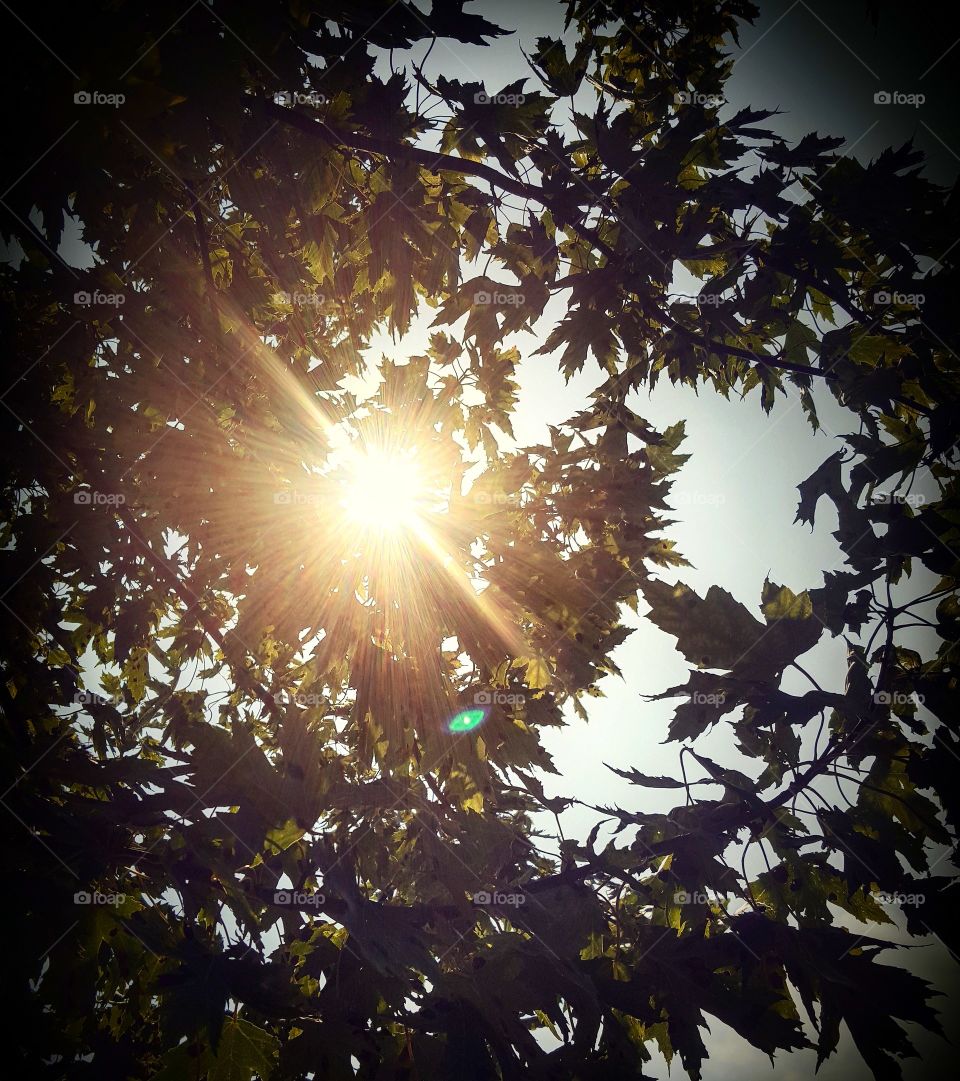 sun through the trees