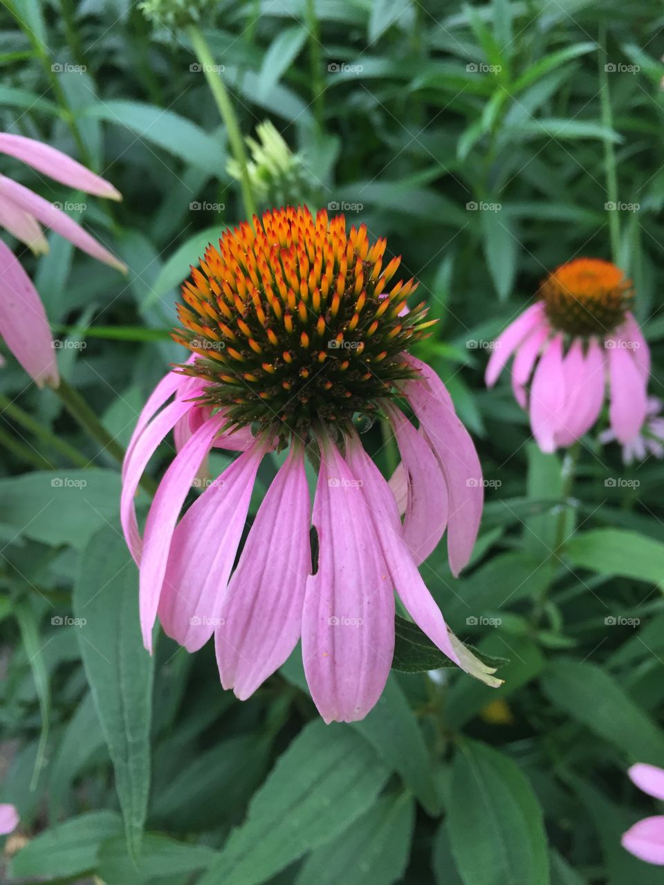 Purple coneflower 