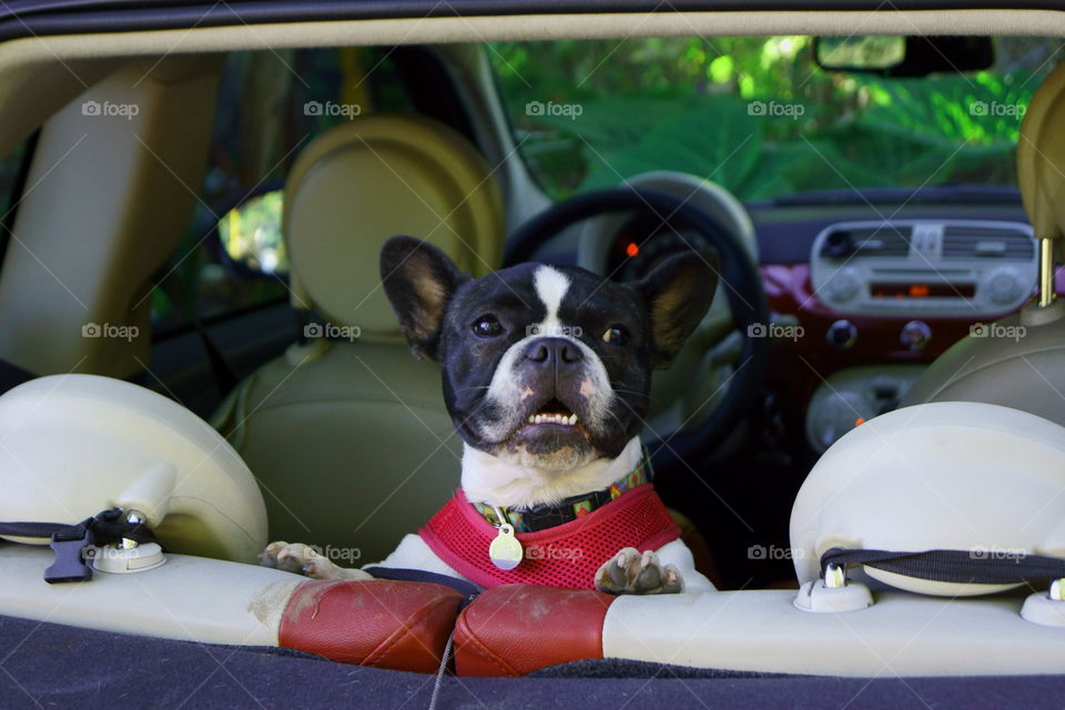 Looking for her owners