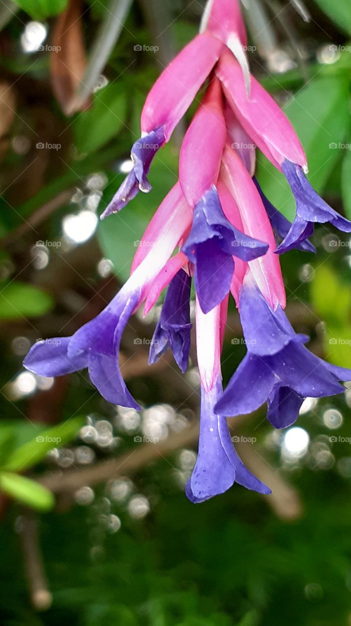 colores de las flores