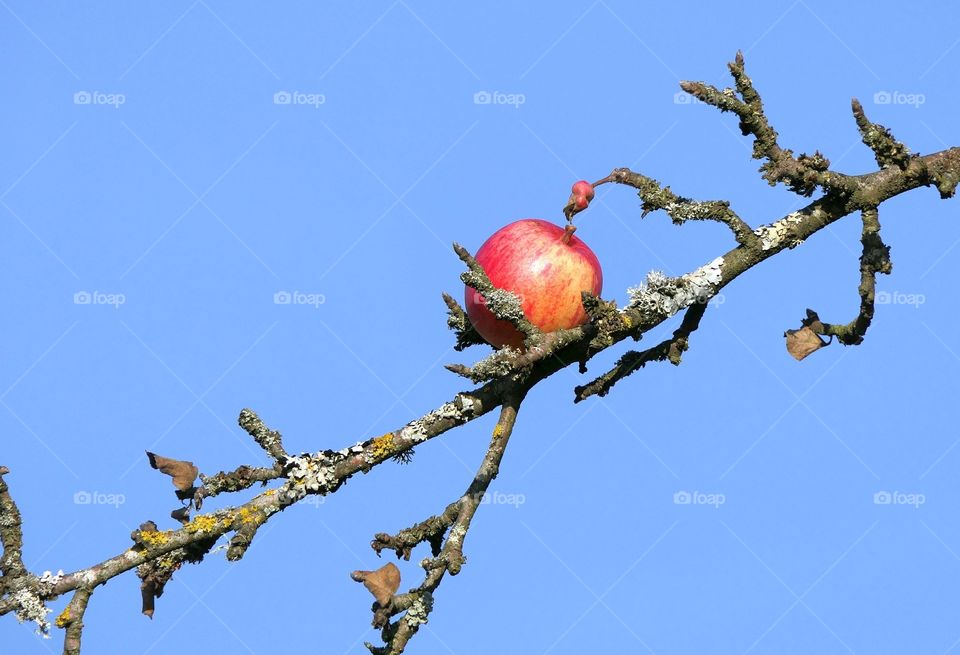 Life in branches,  Apple striving for food and water
