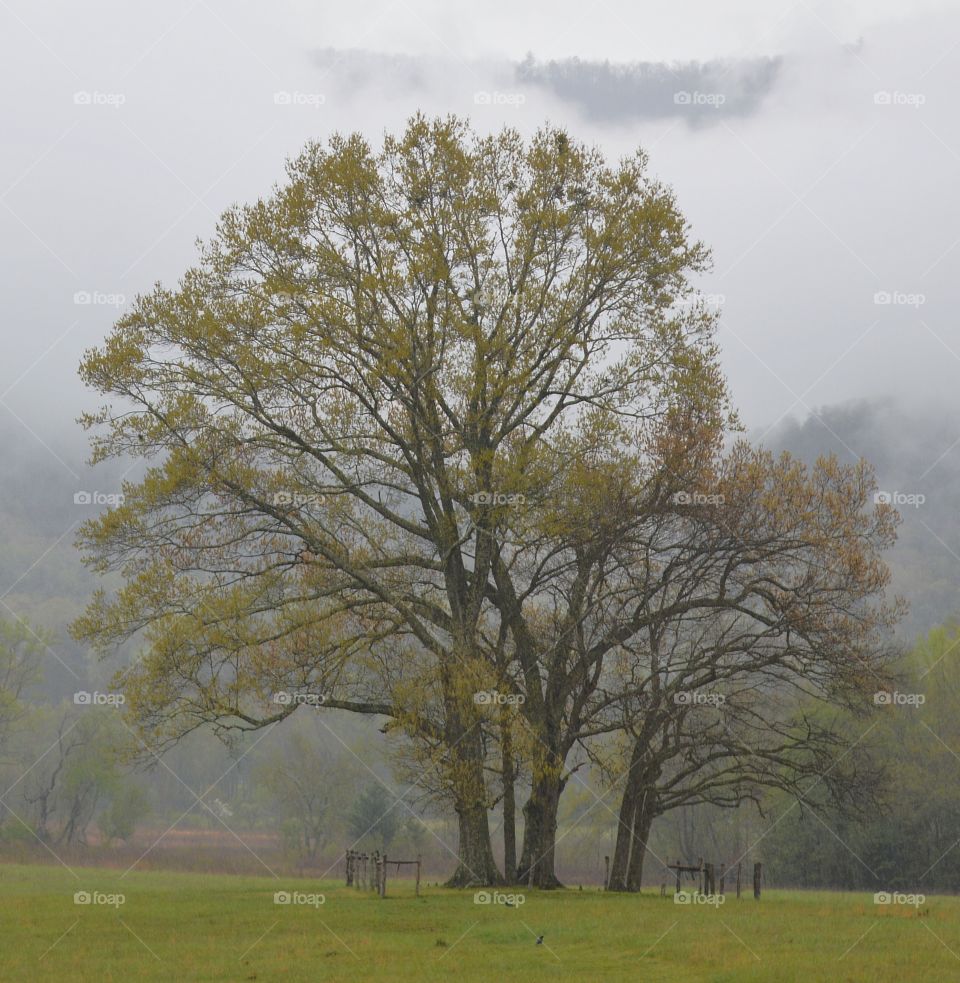 Lone tree in fog