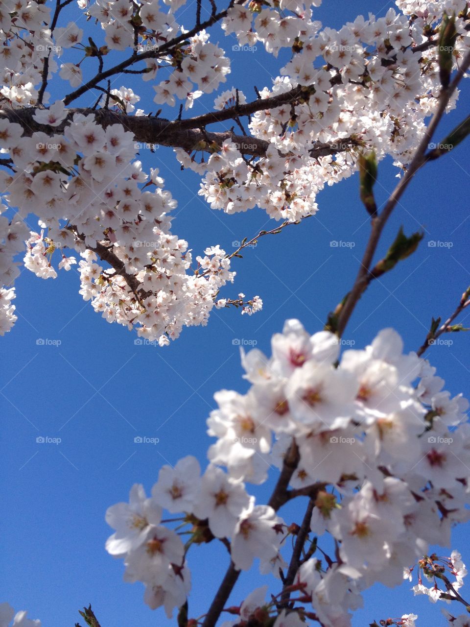 Cherry blossom
