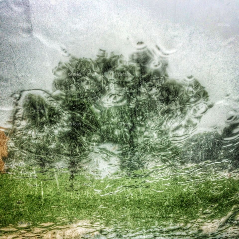 Trees through the rain on a windshield 
