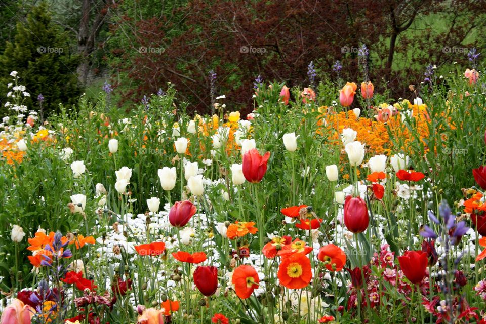 beautiful floral splendor