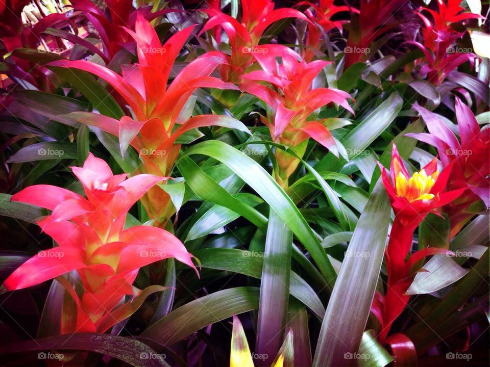 Bromeliads 