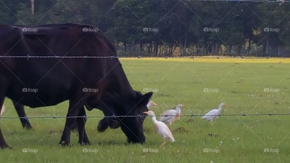 Cows and birds