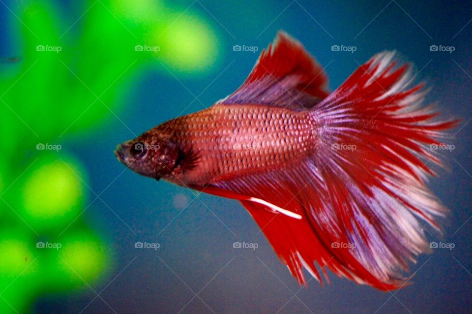 Beta Fish 