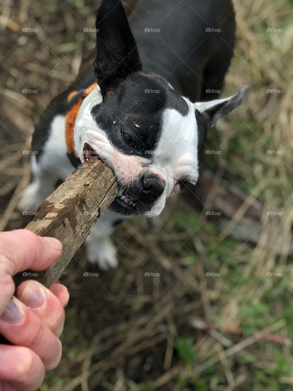 My little pup Boston Terrier loved to play at the beach. Tug of war with sticks of driftwood is one of her favourite games. Or she just likes to chew the wood to splinters. I never understand why her mouth isnt full of splinters!