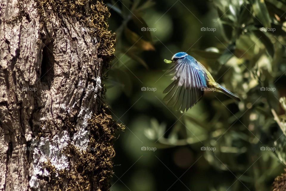 A blue tit with a grub in its mouth flies towards an opening in a tree trunk where it has nested