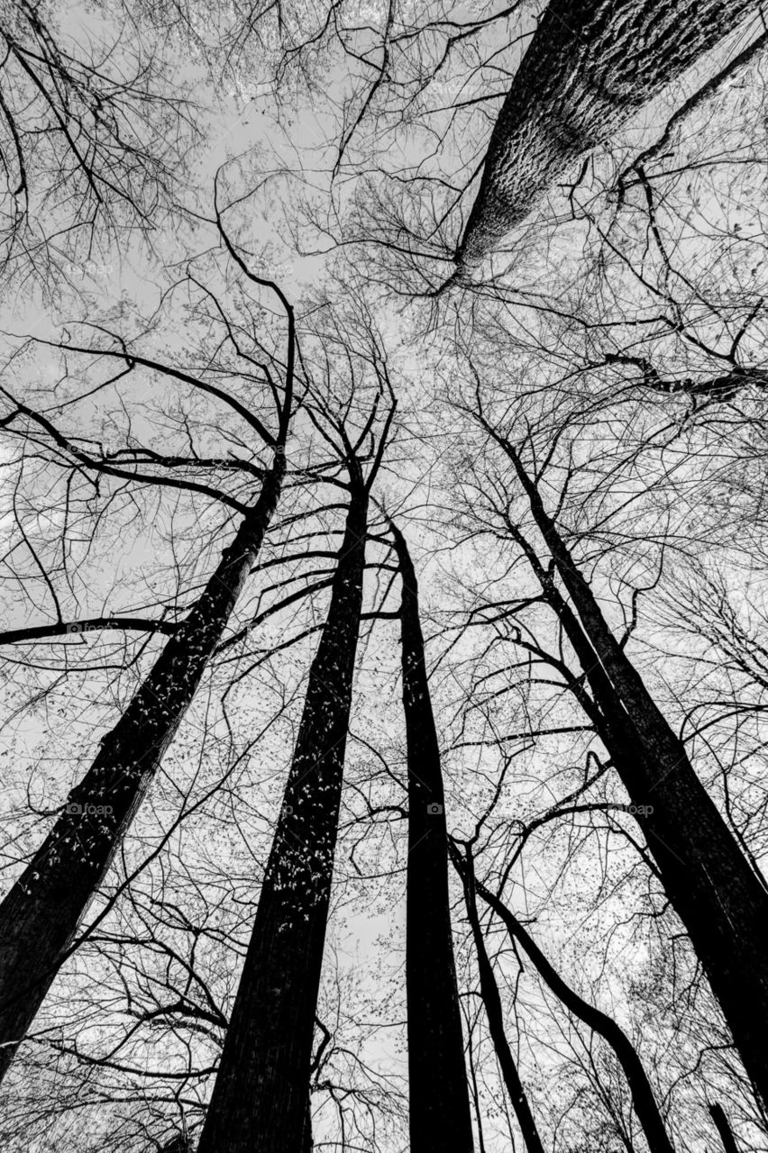 vertical black and white bare trees in spring