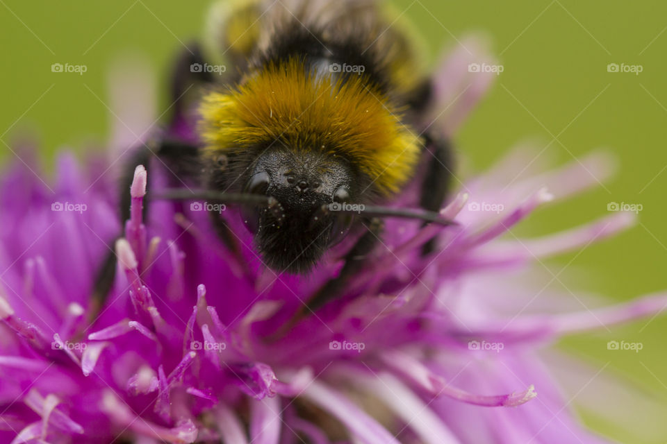 Bee on purple flower