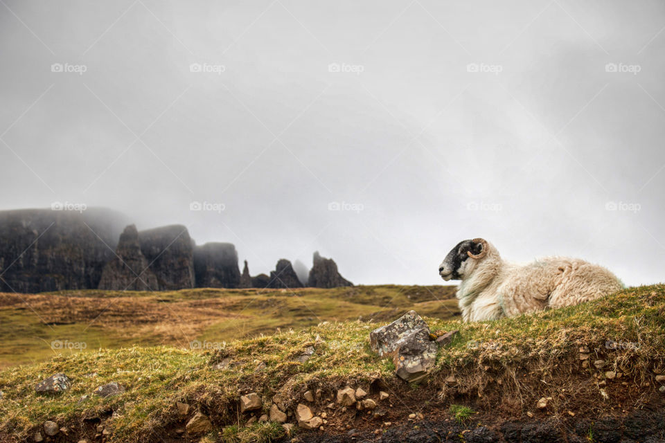 Sheep in the fog