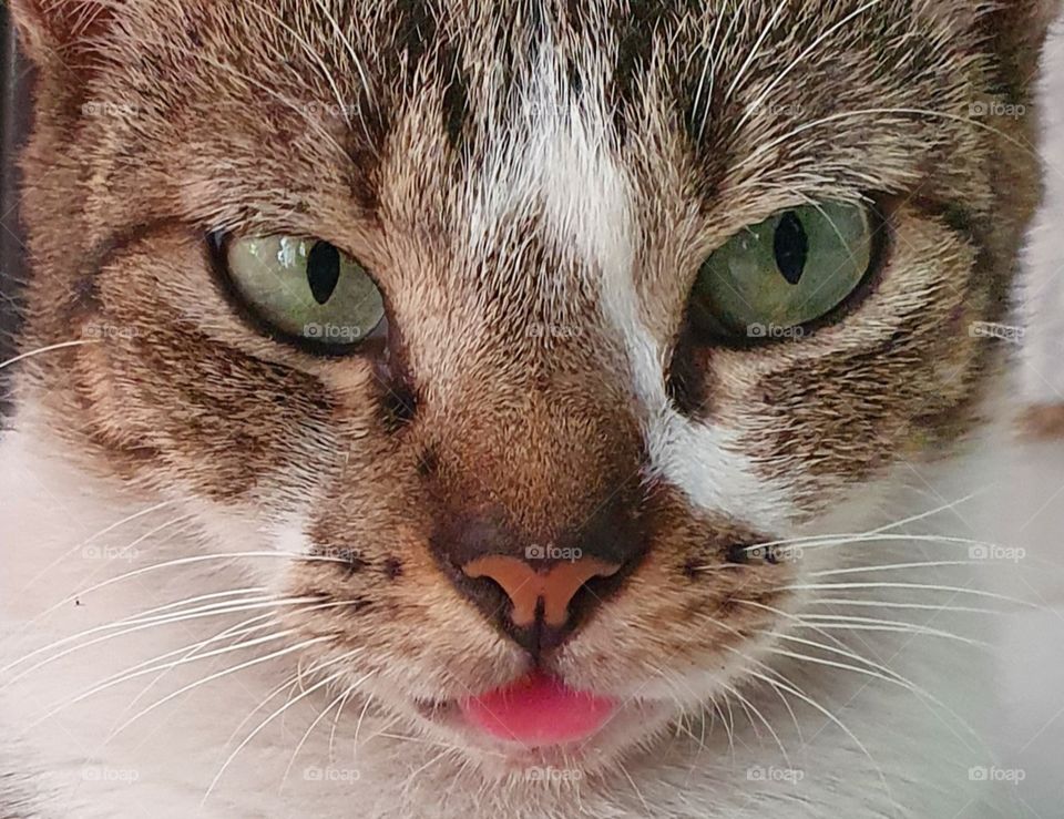 Cat is sticking out its tongue