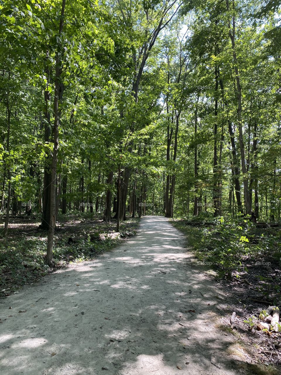 Gorgeous summer day walking through the woods at a park