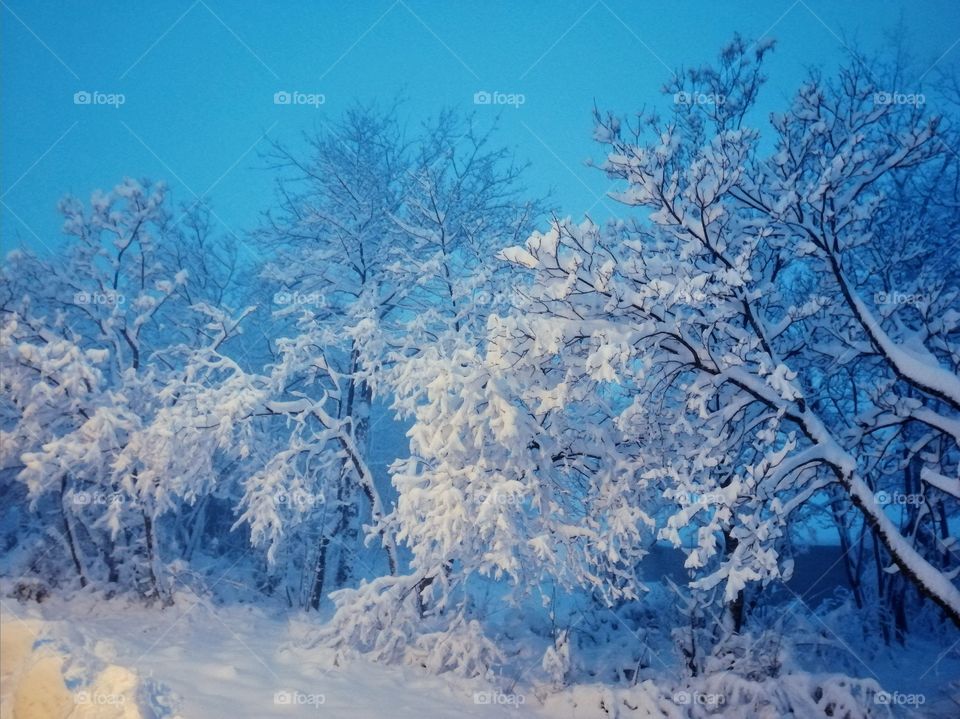 Snow-covered trees