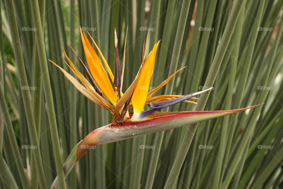 Bird of paradise 