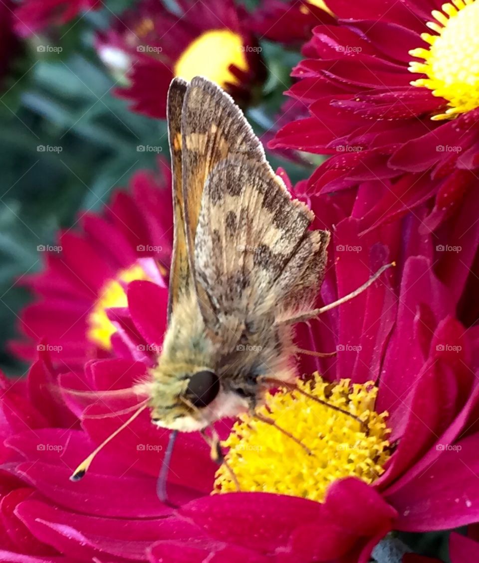 Moth in mums 