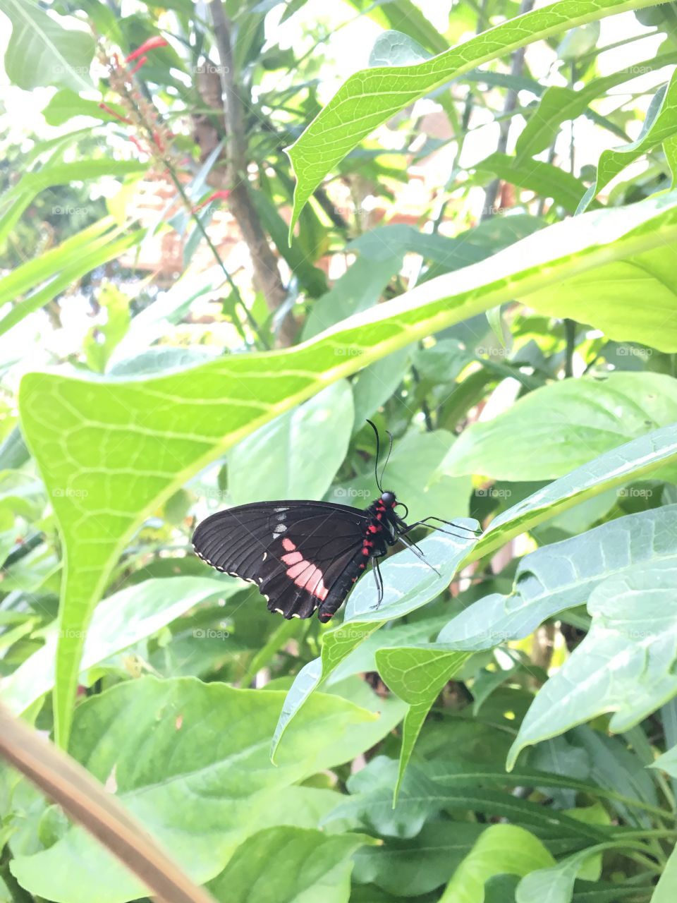 Butterfly garden 