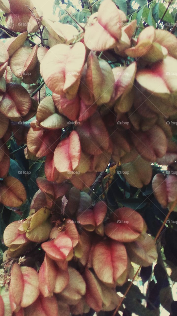 Nature with tropical tree