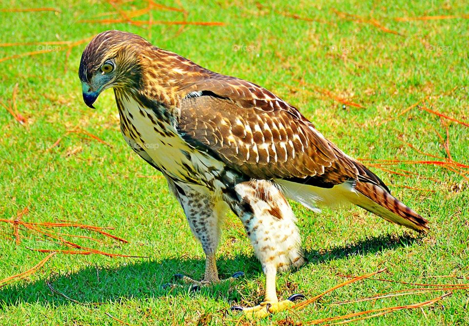 Side view of hawk