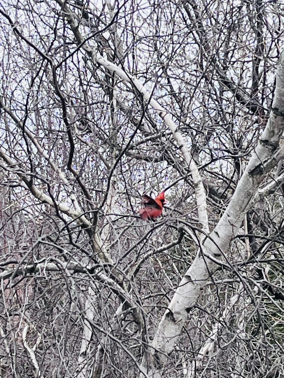 red cardinal