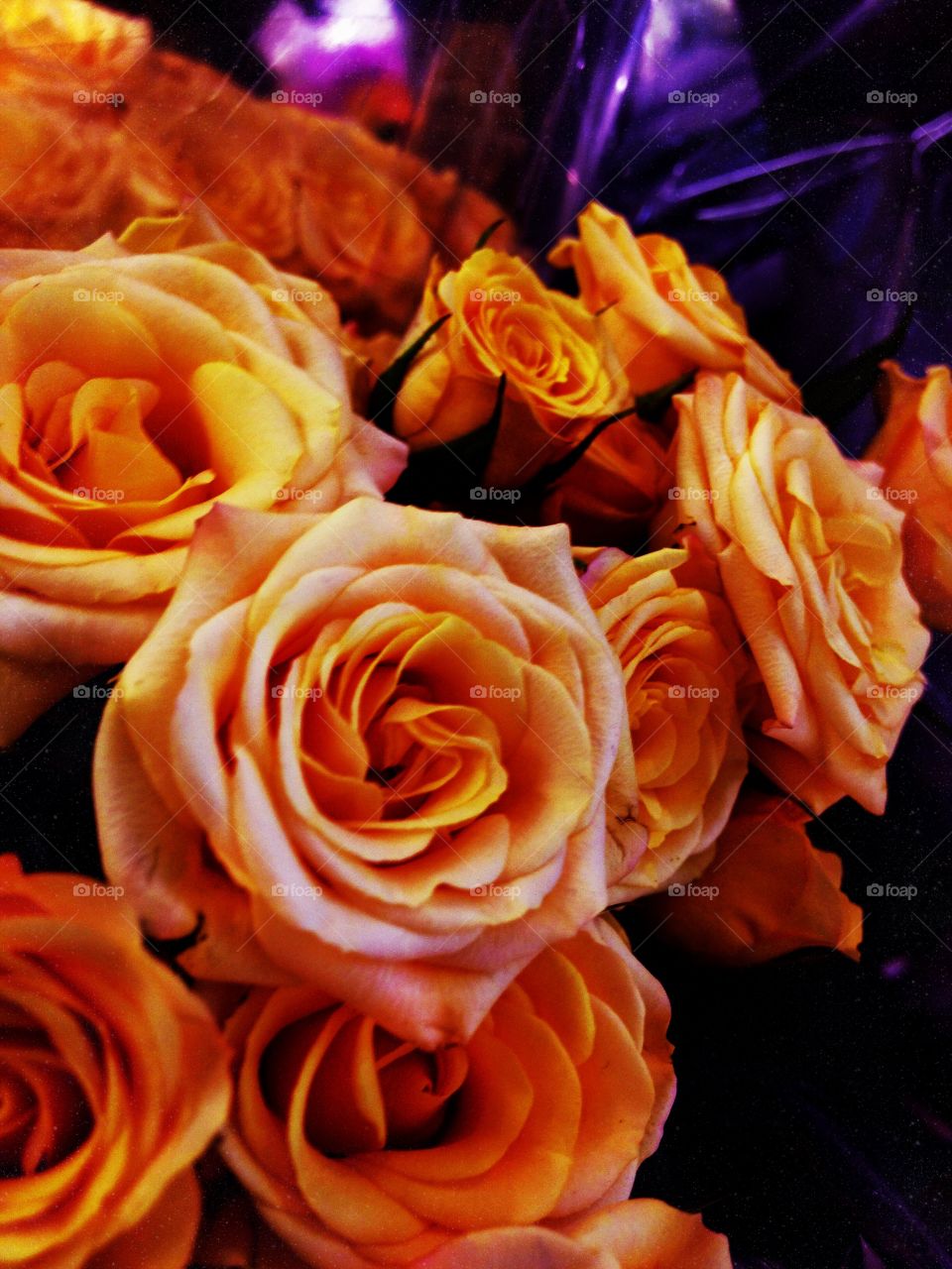 Orange Roses