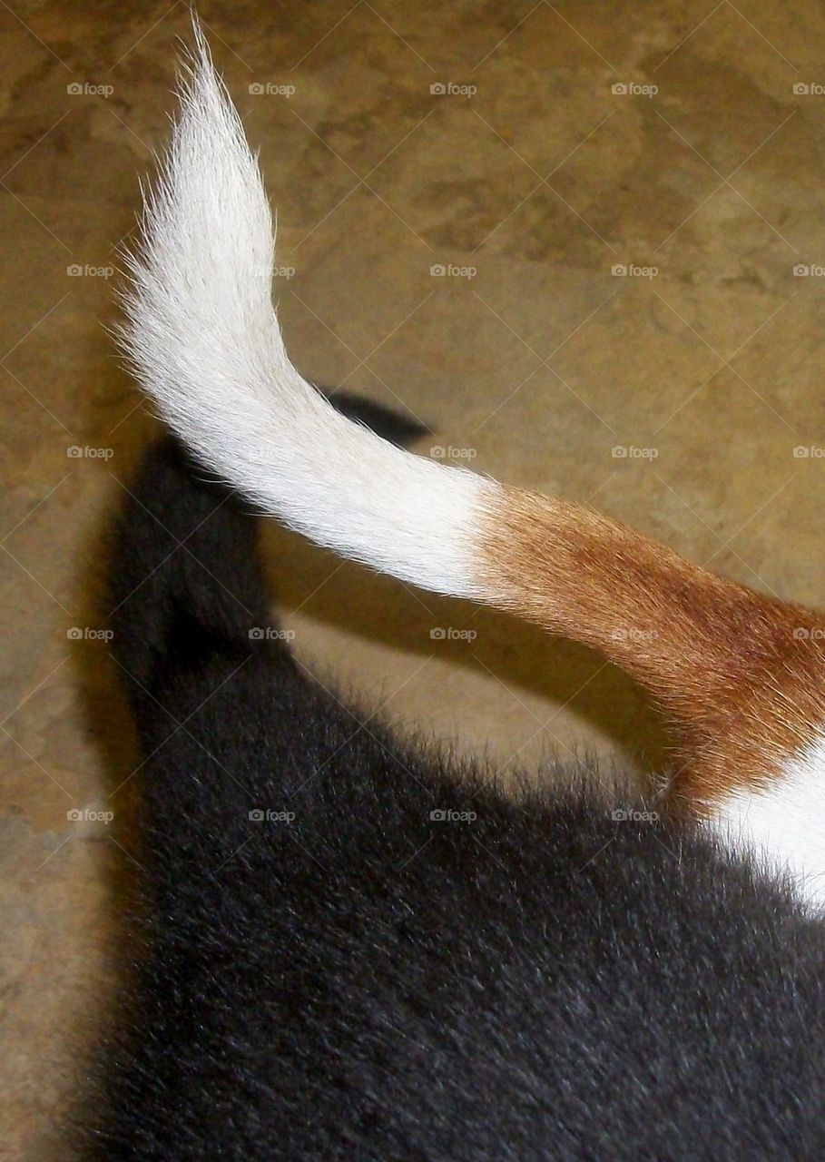 Tall Tails