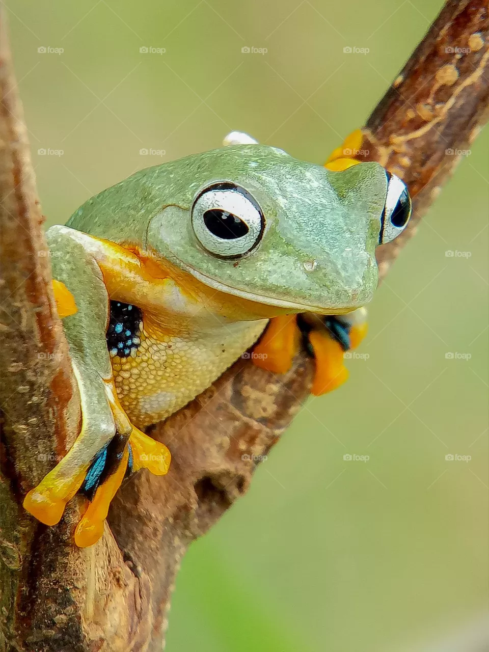 A green frog on the branch