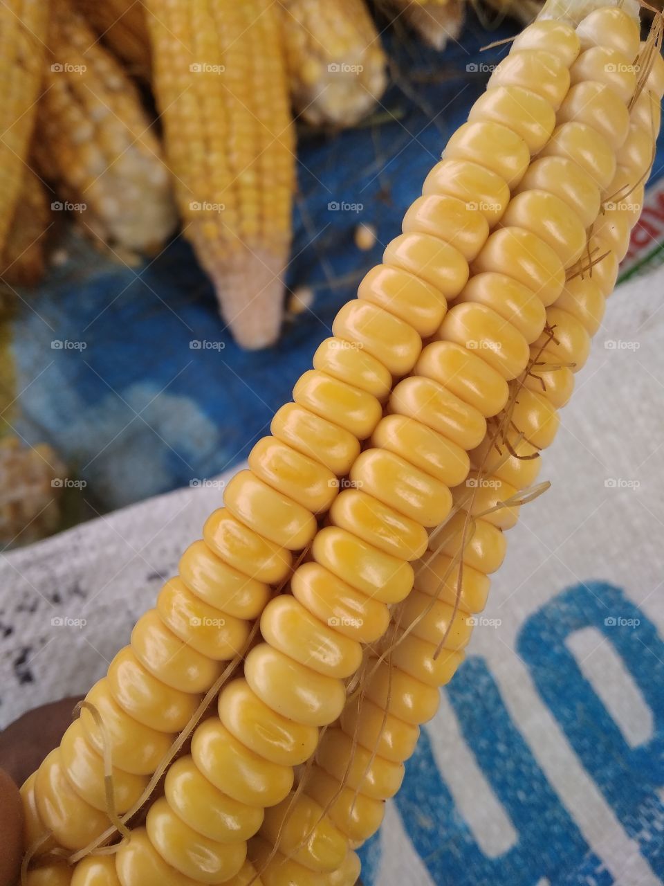 fresh corn in field area