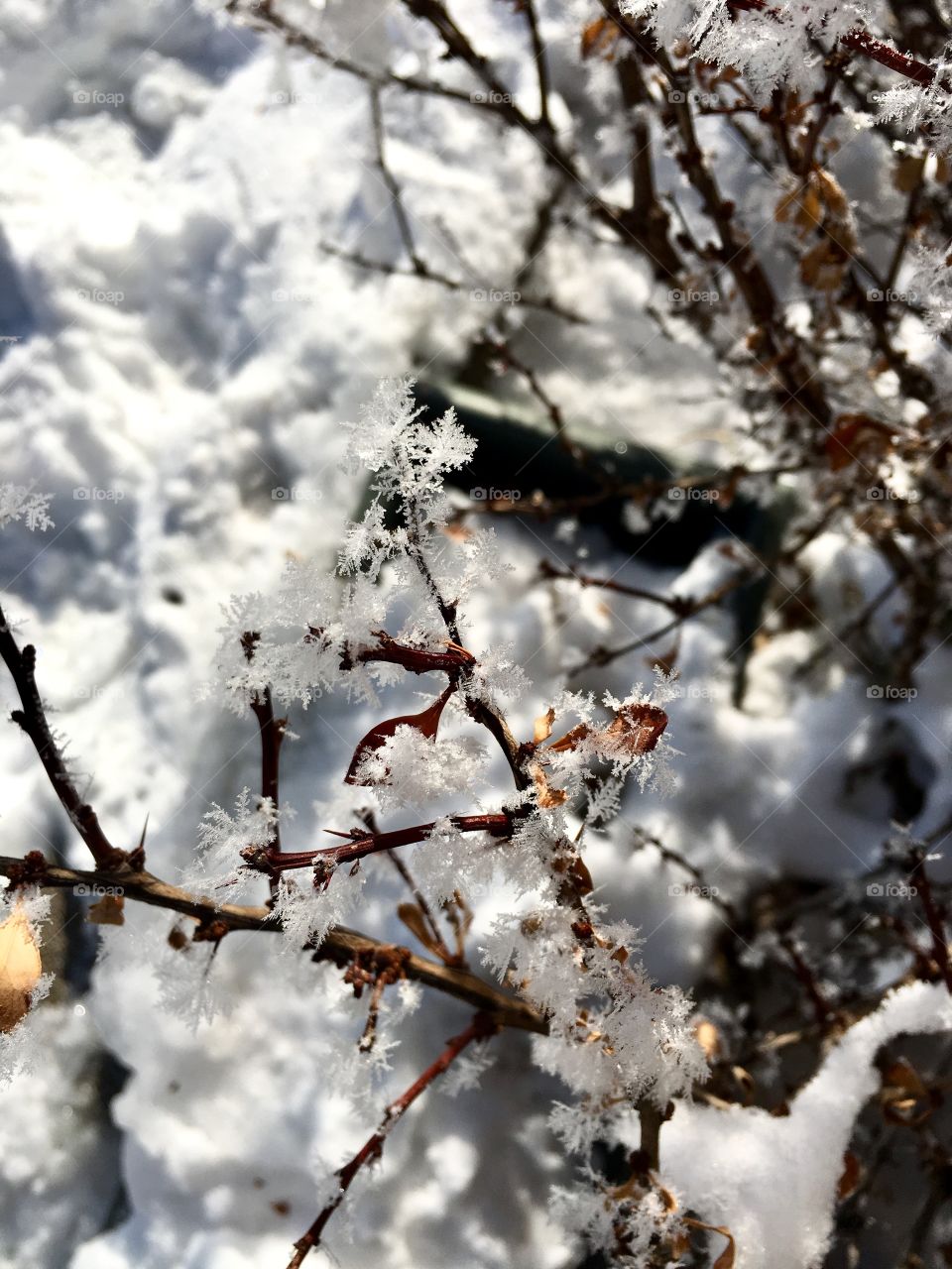 Frosted bush 
