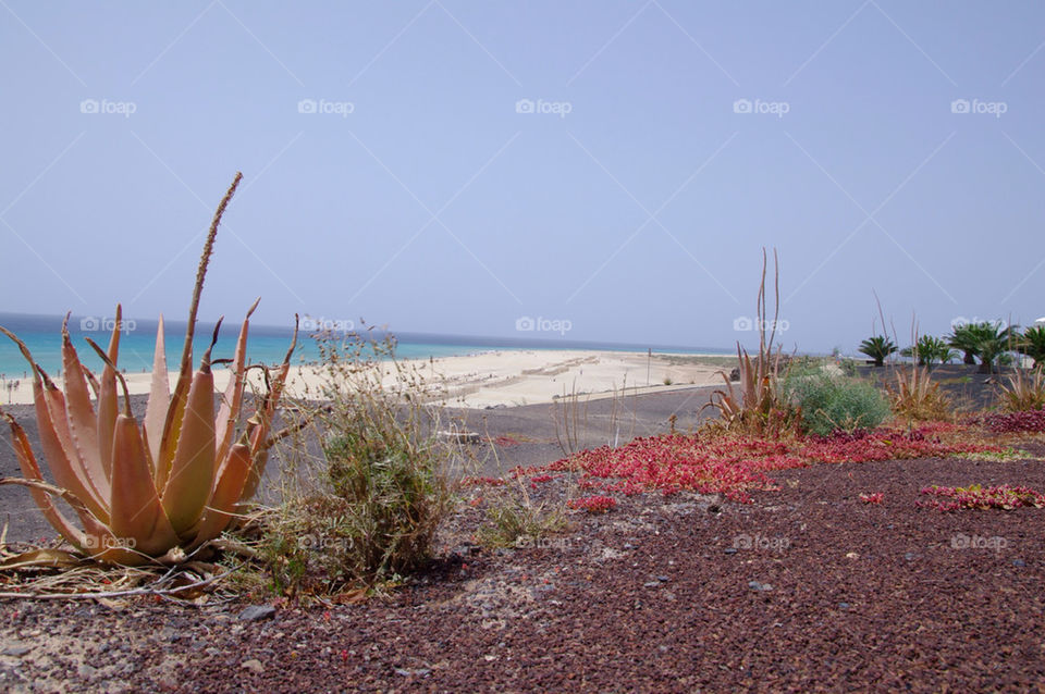 beach strand fuerteventura jandia by seeker