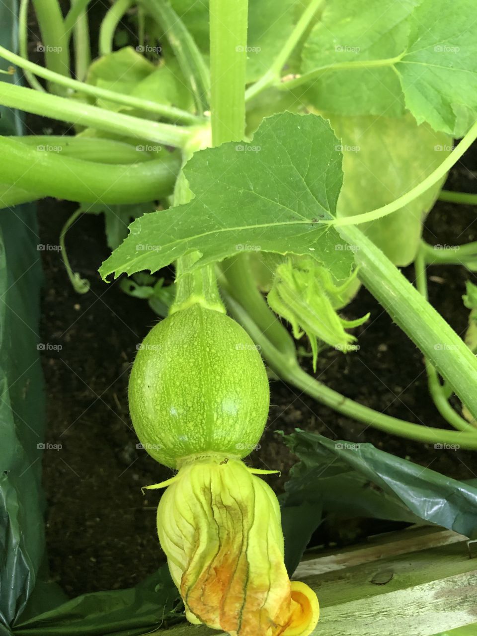 Baby pumpkins