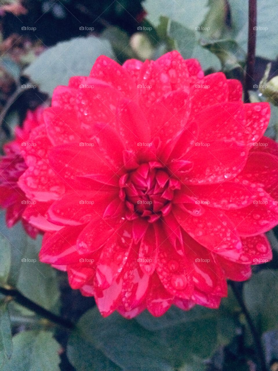 Beautiful flower 