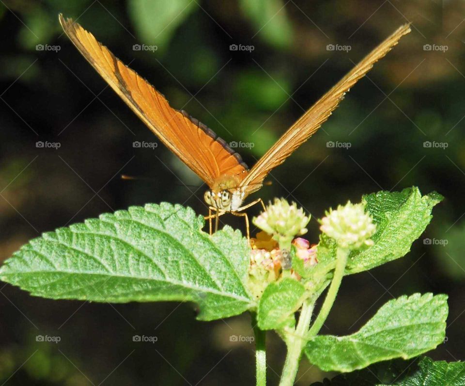 An orange butterfly in the garden on the flower