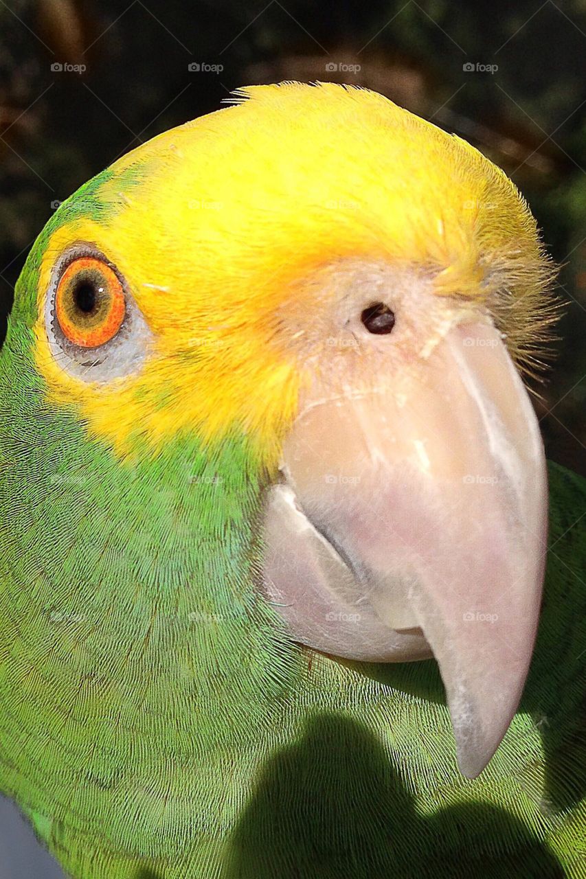 Amazon parrot pet with an alert expression.