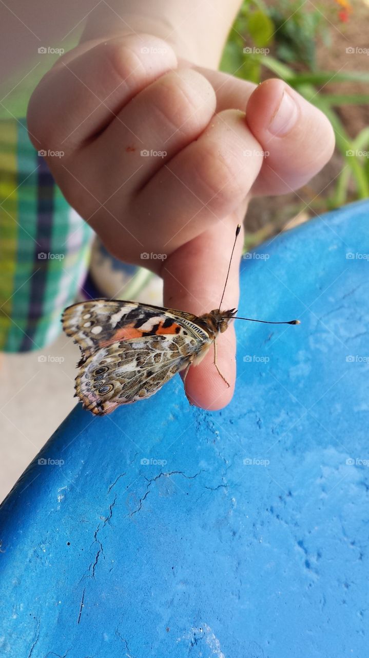 Butterfly on a Child's Finger